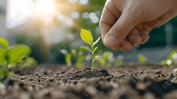The image shows a hand planting a small seedling in fertile soil, with bright sunlight in the background, creating a sense of vitality and growth. The seedling is green and small, emerging from the ground, and part of a garden or orchard appears blurred in the background due to focus on the hand and plant.