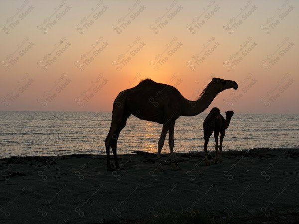 لقطة لجمال في احد شواطئ البحر الأحمر في منطقة عسير جنوب السعودية. جزر وبحار، شواطئ، الطبيعة بالسعودية.