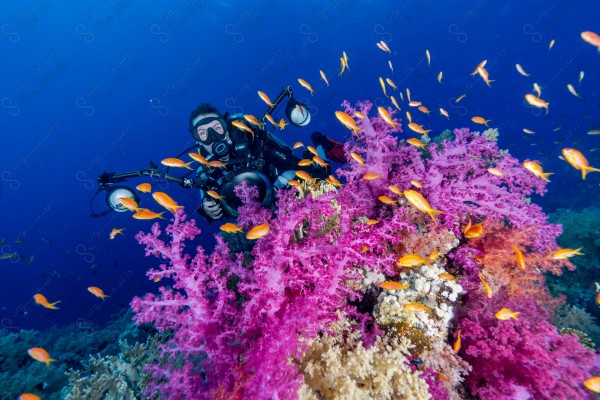 A shot of a diver surrounded by coral reefs and fish in the depths of the sea, oceans and seas, sea creatures, marine life, ocean depths and seas.