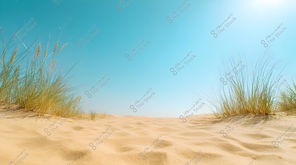 A desert scene with smooth, golden sand stretching into the horizon under a clear blue sky. Small plants grow on the sand dunes at the edges, adding a touch of life to the landscape.