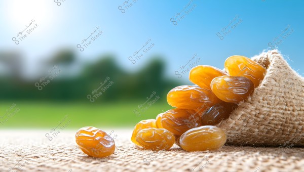 An image of golden dates placed inside a small burlap sack on a wooden surface. In the background, a blue sky and blurred sights of a green garden are visible.
