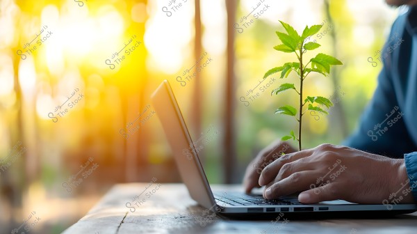 The image shows a person\'s hands typing on a laptop keyboard, with a green plant emerging between the hands. The background displays trees illuminated by bright sunlight.