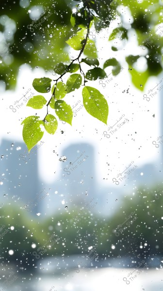 A tree branch with vibrant green leaves is in the foreground of the image, with small water droplets falling through the air, creating a refreshing feeling. In the background, there are blurred buildings due to the focus on the leaves and droplets, surrounded by a green canopy of trees.