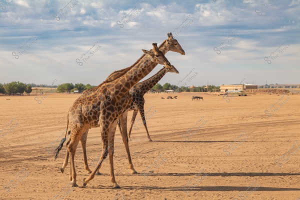 The image shows three giraffes walking on a barren desert landscape under a partially clear sky. In the background, some trees and buildings are visible, likely part of a zoo or wildlife reserve. The natural colors of the sand and sky blend beautifully with the giraffe patterns.