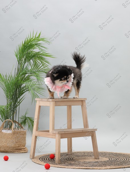 The image shows a small dog standing on a wooden step stool. The dog is wearing a pink collar adorned with lace. In the background, there is a green plant in a wicker basket and some red balls scattered on the floor. The floor is covered with a round rug with spiral patterns.