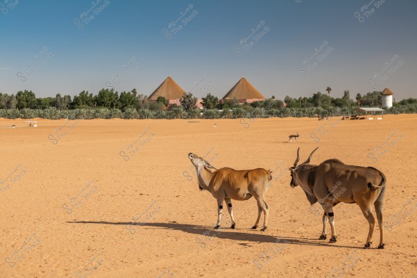 A natural scene depicting two antelope-like animals in a vast sandy desert, with green plants and trees in the background. There are pyramid-shaped structures and a small round tower visible in the distance, all under a clear blue sky.
