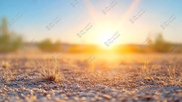 The image depicts a desert landscape at sunset. The sun is bright on the horizon, casting a warm, orange glow over the scene. The ground is covered with small pebbles and some dry grass, with a few distant, blurry plants visible in the background.