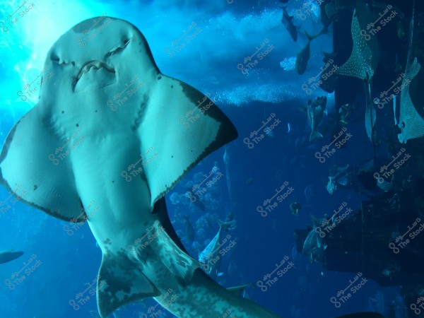 Image of a manta ray swimming in a large aquarium. The water is blue, with various species of fish and marine creatures surrounding it. Light illuminates parts of the aquarium, highlighting the manta ray\'s detailed features.