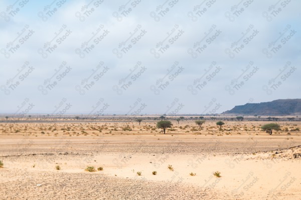 A shot of a desert during the day, showing rocky masses, trees and mountains, the Empty Quarter, hunting, a group of trees.