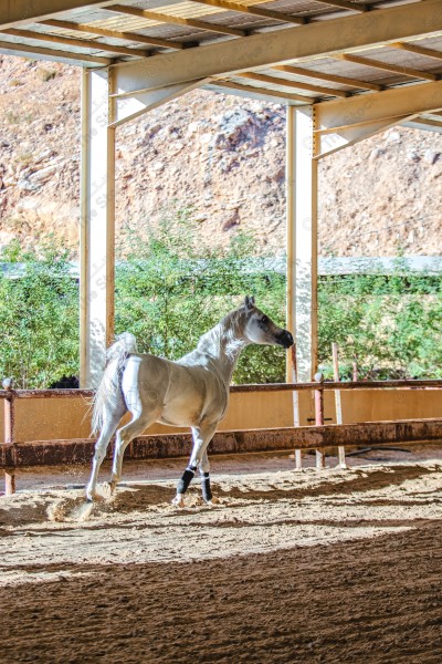 لقطة لخيل عربي بلون الابيض بأسطبل نهارًا ، سباقات الخيل ، جمال خيل العربي ، قفز الحواجز .