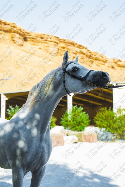 لقطة لخيل عربي بلون الابيض بأسطبل نهارًا ، سباقات الخيل ، جمال خيل العربي ، قفز الحواجز .