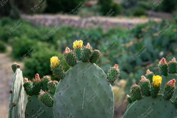 Image of a prickly pear cactus in the foreground with yellow flowers and some buds still opening. The background shows a blurred green landscape, indicating a lush natural environment.