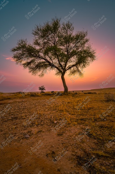 صورة لشجرة وحيدة في صحراء أثناء غروب الشمس. السماء ملوّنة بألوان زاهية من البرتقالي والبنفسجي, مما يضفي جمالاً على المنظر الطبيعي. الأرض قاحلة ومغطاة بالحصى وبعض الشجيرات الصغيرة في الخلفية.