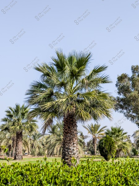 صورة تظهر أشجار النخيل في حديقة خضراء ومفتوحة تحت سماء صافية. الأشجار منتشرة في أنحاء الحديقة مع بعض الشجيرات في المقدمة. يبدو أن الطقس مشمس والسماء زرقاء نقية.