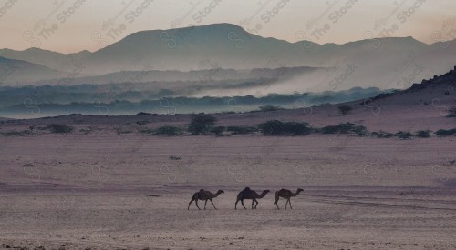 قطيع من الإبل تسير في الصحراء نهارًا وتظهر السماء شبه صافية، قافلة تسير بالصحراء.