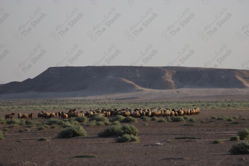 لقطة لمجموعة من الأغنام في صحراء الممكلة العربية السعودية. اغنام ترعى في الصحراء، مجموعة من الأعشاب الخضراء