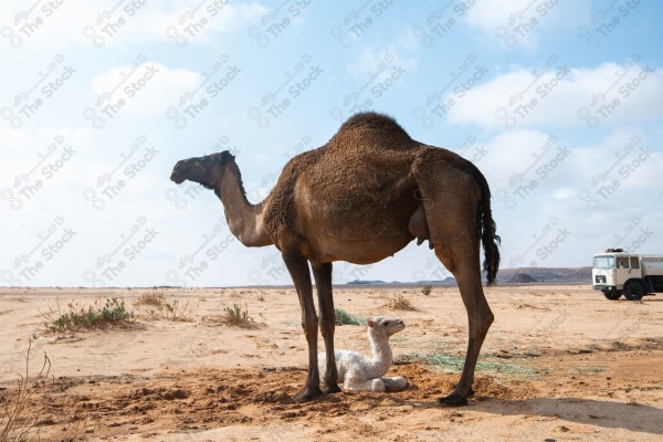 A shot of a camel and her calf, dialogue in one of the deserts in Saudi Arabia during the day, with the sky looking clear, herbivorous animals, the ship of the desert, raising camels and livestock.