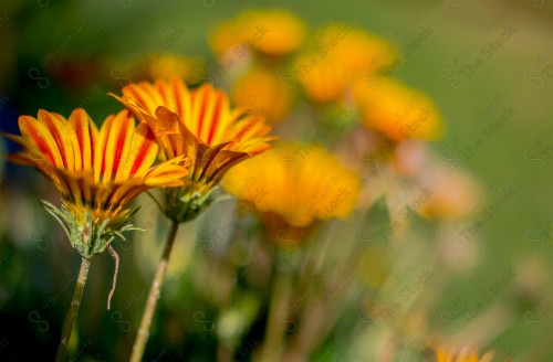 shot of a group of orange and yellow flowers in a garden at daytime.