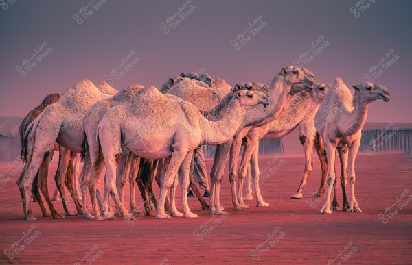 camel festival King Abul Aziz riyadh Saudi Arabia