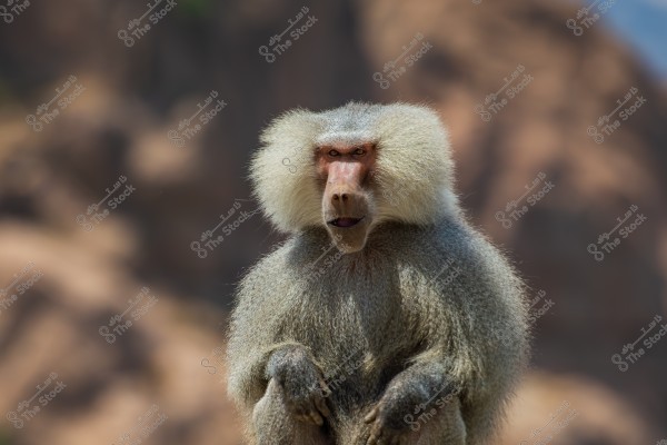 صورة لبابون يمتلك فروًا رماديًا كثيفًا ووجهًا بارز الملامح مع خلفية طبيعية مكوّنة من مناظر صخرية ضبابية. خلفية الصورة تضيف عنصر الدراما والتركيز على البابون.