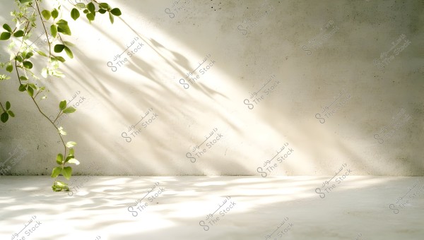 A plant branch with green leaves extends horizontally across a white concrete wall, with soft shadows of the leaves on the wall. The atmosphere is bright and illuminated, beautifully reflecting the light on the surface.