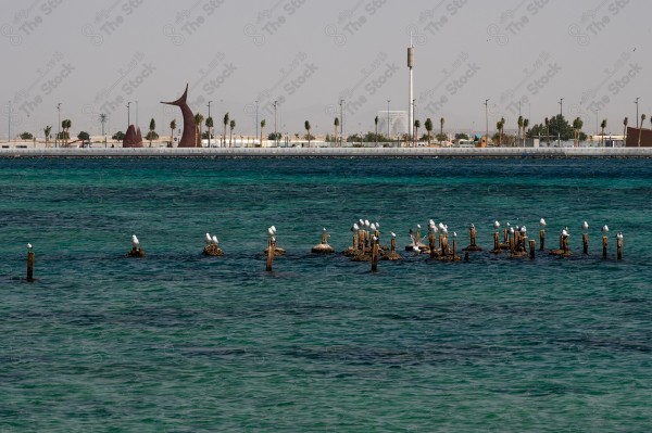 طيور النورس في شاطئ ابحر بجدة