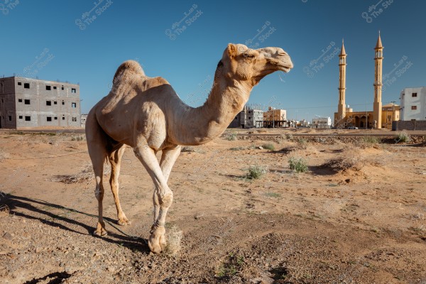 A camel standing in a desert area with residential and commercial buildings in the background, along with a mosque featuring two tall minarets. The sky is clear blue, and the ground has sparse vegetation.