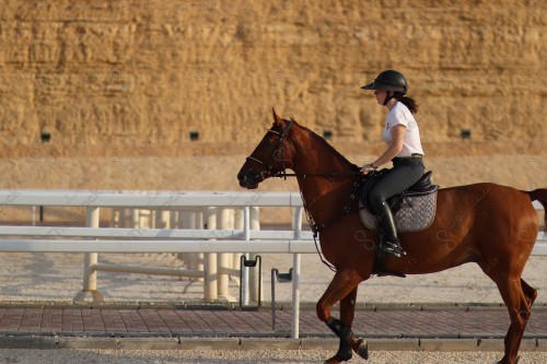 صورة مقربة لفارسة وخيل عربي أصيل ، تربية وتدريب الخيول ، إسطبل الأحصنة ، الخيل العربي الأصيل، الفروسية، هواية ركوب الخيل