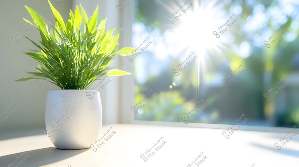 An image of a green plant in a white pot placed on a surface near a window. Sunlight streams through the window, creating soft shadows and giving a sense of tranquility and nature.