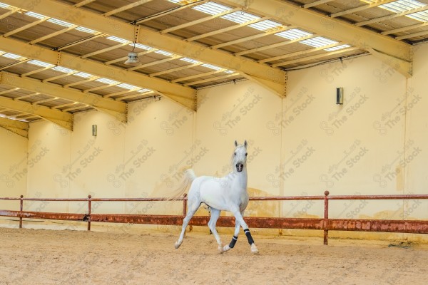 لقطة لخيل عربي بلون الابيض بأسطبل نهارًا ، سباقات الخيل ، جمال خيل العربي ، قفز الحواجز .