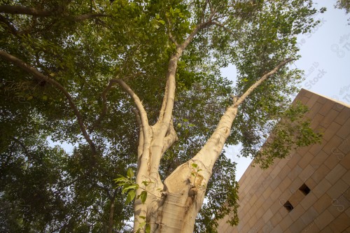 A stone building whose windows are visible while a tree presents it and the sky is almost clear during the day