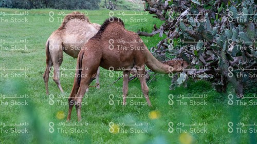 مجموعة من الجمال يتناولون الأعشاب في احدى الغابات الخضراء جنوب المملكة العربية السعودية