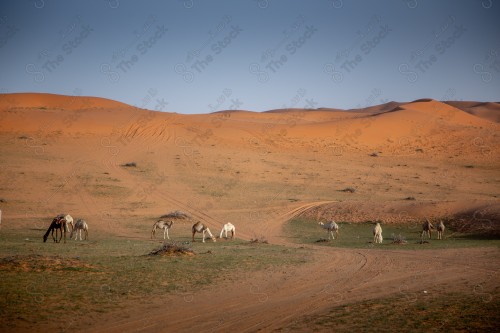 لقطة جمالية للكثبان الرملية الصحراوية بالمملكة العربية السعودية، الرمال الذهبية في صحراء السعودية، مناطق صحراوية.