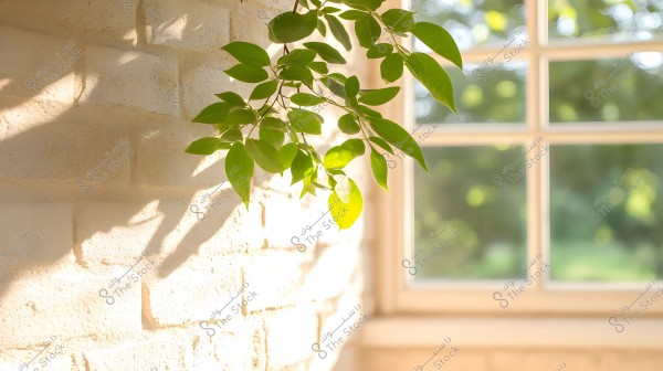 Image of green leaves hanging over a white brick wall, with shadows of the leaves cast on the wall by bright sunlight. A window is visible next to the wall, showing a blurred natural scene outside, with natural light permeating the image.