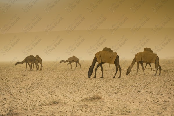 قطيع من الإبل تسير في الصحراء العلا نهارًا، أماكن سياحية في السعودية.