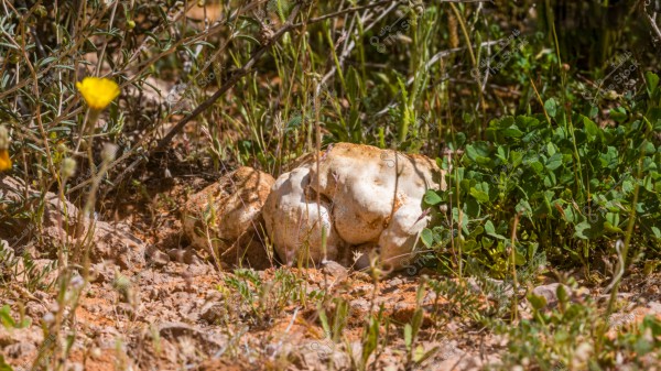 The image shows white truffle mushrooms growing among grasses and green plants in a natural wild environment. The earthy soil and surrounding plants are highlighted with their natural colors and a touch of small yellow flowers in the background.