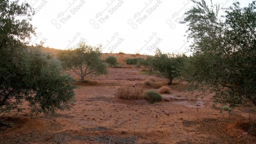 لقطة تظهر فيها شجرة زيتون في احدى المزارع بمنطقة الجوف في مدينة سكاكا شمال السعودية