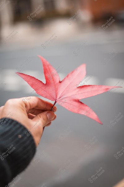 يد شخص تمسك بورقة شجر حمراء على شكل نجمة, مع خلفية غير واضحة.