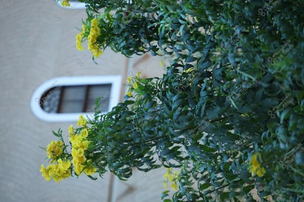 Image of bright yellow flowers growing on a dark green leafy branch, with an arched window with a white frame and brown walls visible in the background.
