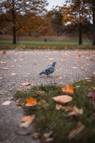 A pigeon walking on a path covered with fallen autumn leaves in a park.