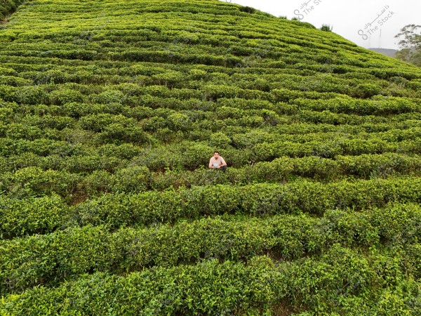 The image shows a person sitting in the middle of a large tea plantation covered with rows of green shrubs. The tea field extends over a hill and is surrounded by neatly arranged plants. The sky in the background is overcast.
