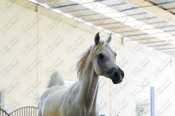 لقطة لخيل عربي بلون الابيض بأسطبل نهارًا ، سباقات الخيل ، جمال خيل العربي ، قفز الحواجز .