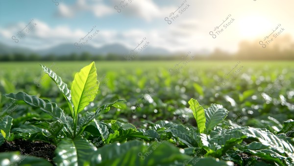 A natural scene depicting a vast green field under a bright sun. The focus of the image is on small plants with glossy green leaves, with misty hills and mountains in the background. The sky is blue with scattered white clouds, and the sun appears bright on the right side.