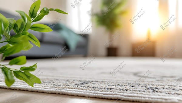 An indoor scene showing part of a light-colored patterned rug on a wooden floor with a green plant in the foreground. In the background, blurred furniture is visible along with strong sunlight suggesting a large window.