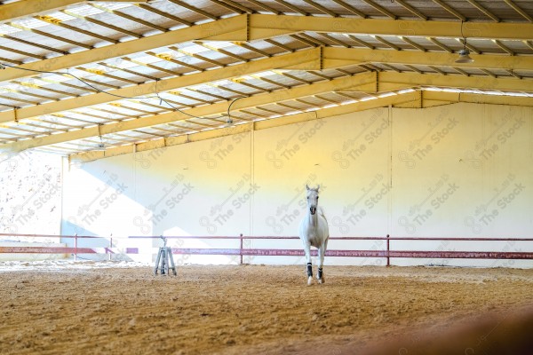 لقطة لخيل عربي بلون الابيض بأسطبل نهارًا ، سباقات الخيل ، جمال خيل العربي ، قفز الحواجز .