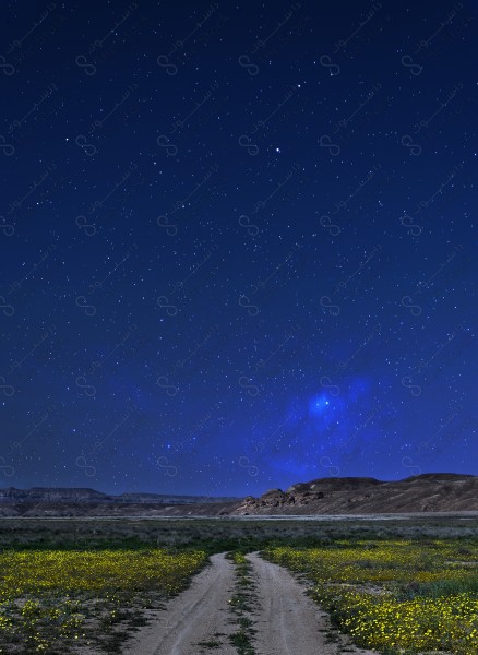 A shot of a path between trees and a starry sky, nature, beautiful views.