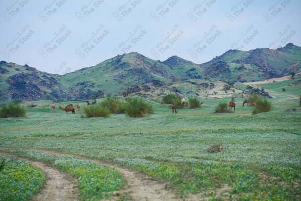 لقطة لمجموعة زهور صفراء زاهية اللون ومن حولها الابل تتغذى عليها في احد مناطق السعودية, الطبيعة بالسعودية، تربية الابل، سفينة الصحراء.