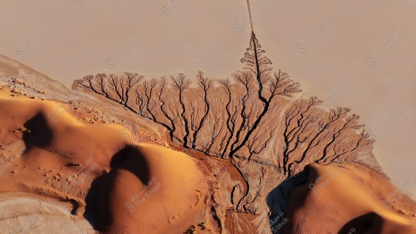 Aerial view of a desert landscape, where gullies resembling tree roots or branches converge in the orange-toned sand. Sand dunes and shadows appear as lines highlighting the natural topography of the place.