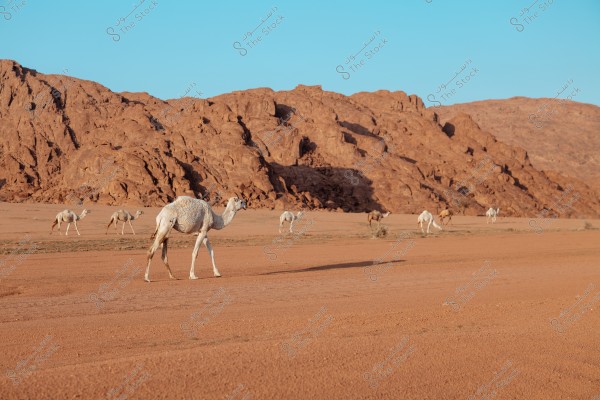 A scene of several white and brown camels walking in a vast desert with a backdrop of brown rocky mountains under a clear blue sky. The natural features convey a serene and open atmosphere.