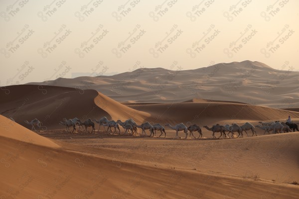 لقطة لمجموعة من الجمال تسير بالصحراء الربع الخالي نهارا ، كثبان رملية، صحراء الربع الخالي .